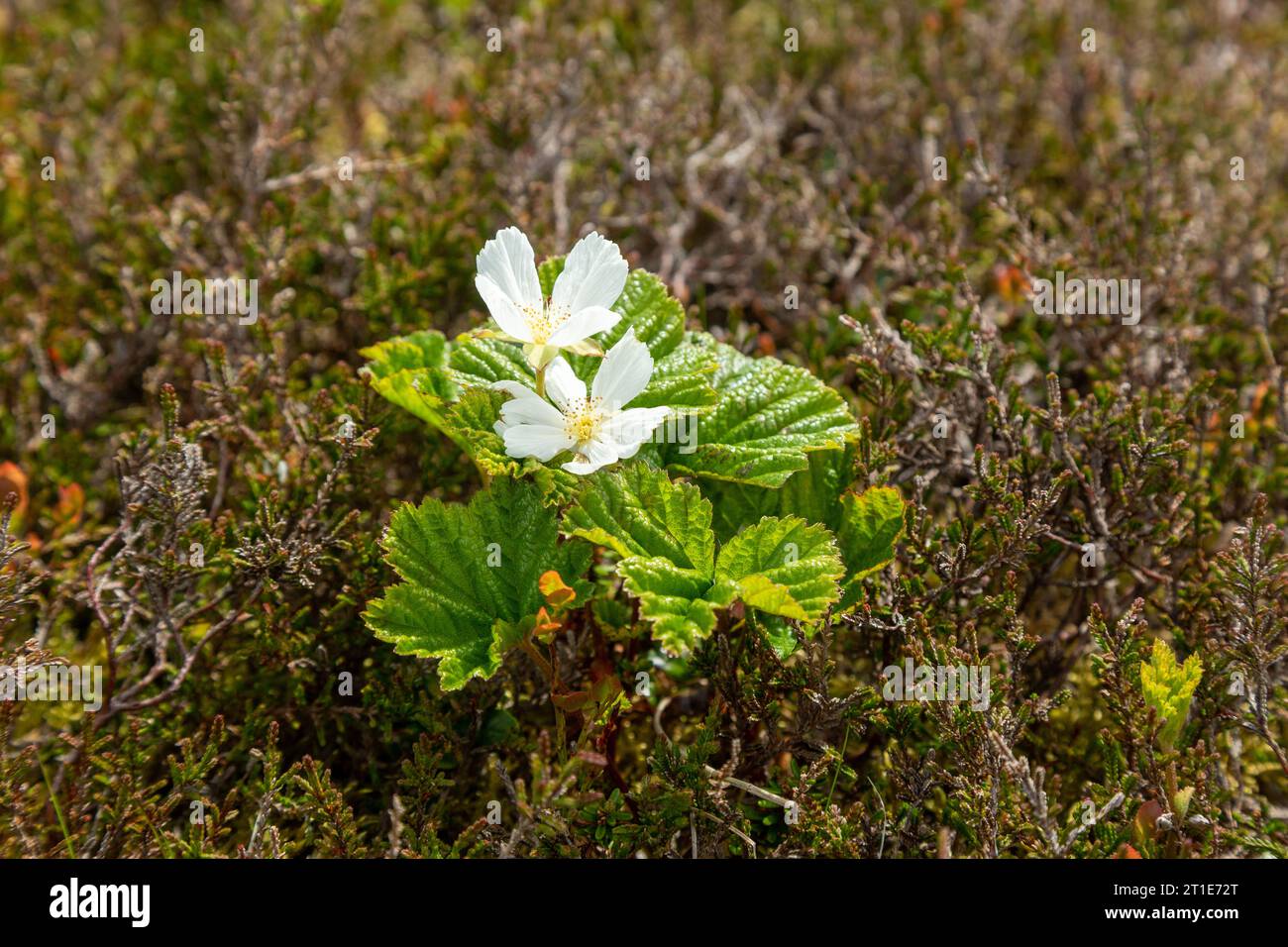 Cloudberry, Rubus chamaemorus, also called salmonberry, yellowberry, growing on an upland hill in Scotland Stock Photo