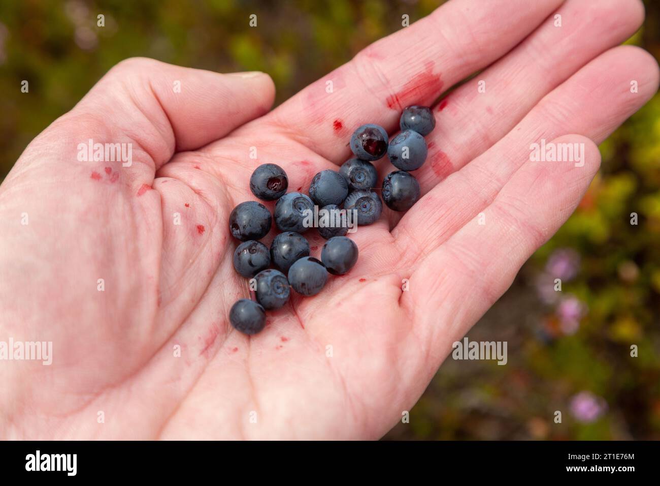 A handful of wild bilberries Stock Photo
