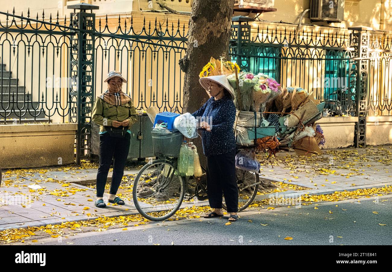 Dracontomelum leaves in the autumn, Hanoi, Vietnam Stock Photo