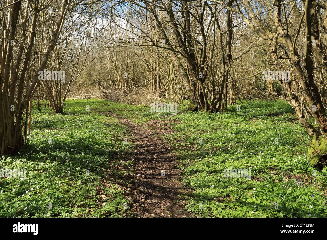 Footpath through ancient woodland on the North Downs at Spong Woods, Elmsted, Ashford, Kent, England, United Kingdom Stock Photo