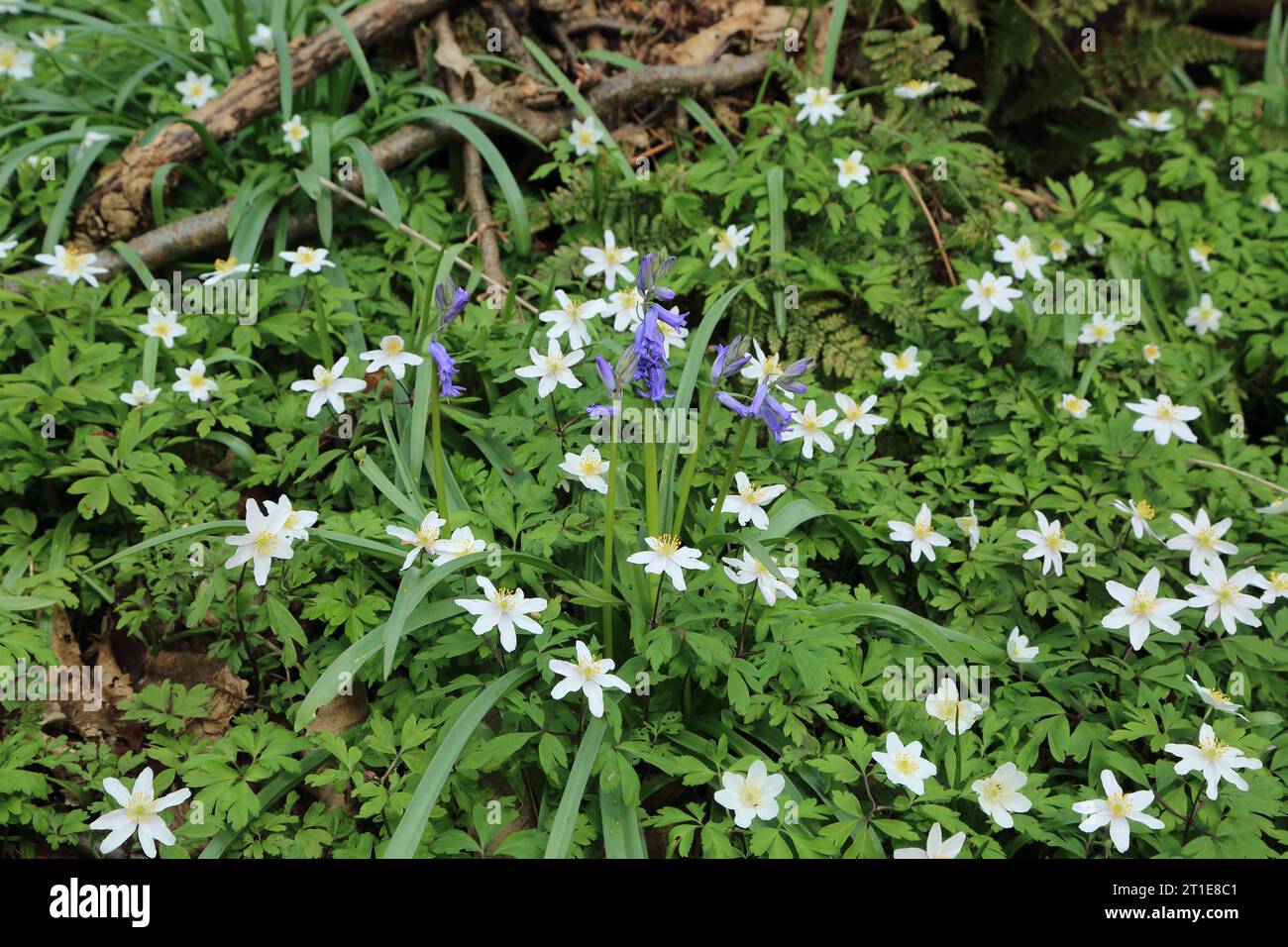 Bluebells and wood anemonaes on woodland floor in ancient woodland at Spong Woods, Elmsted, Ashford, Kent, England, United Kingdom Stock Photo