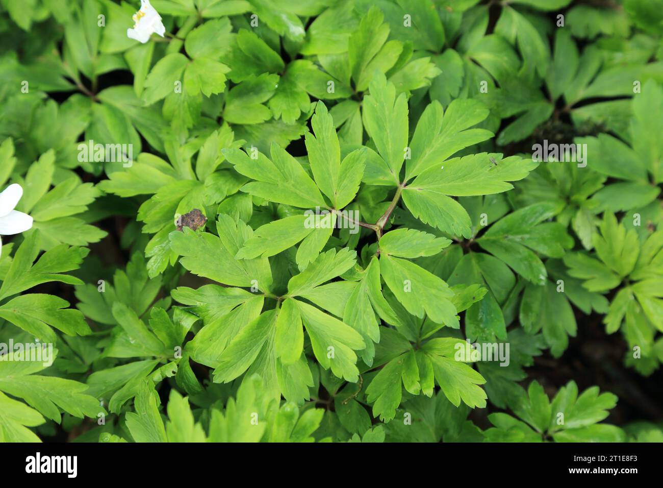 Green leaves of wood anemone on woodland floor in ancient woodland at Spong Woods, Elmsted, Ashford, Kent, England, United Kingdom Stock Photo