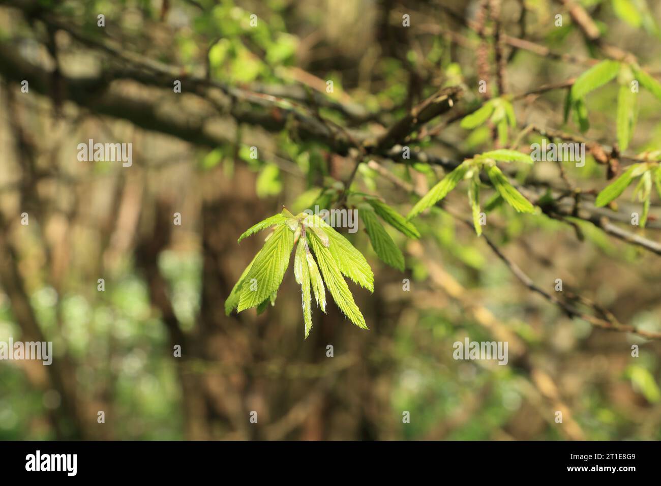 Young leaves on tree in ancient woodland at Spong Woods, Elmsted, Ashford, Kent, England, United Kingdom Stock Photo