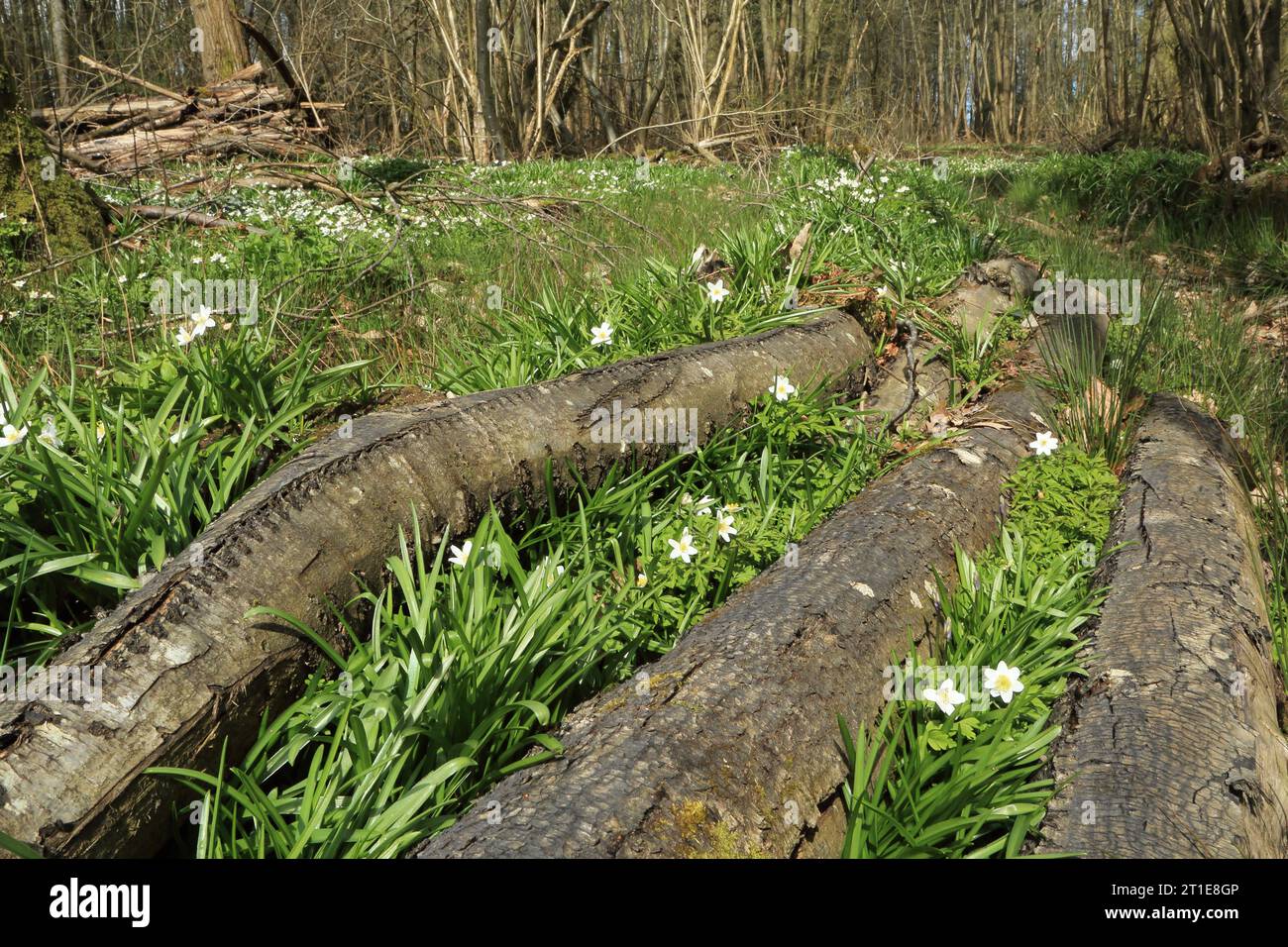 Fallen tree trunks lying on woodland floor in ancient woods at Spong Woods, Elmsted, Ashford, Kent, England, United Kingdom Stock Photo