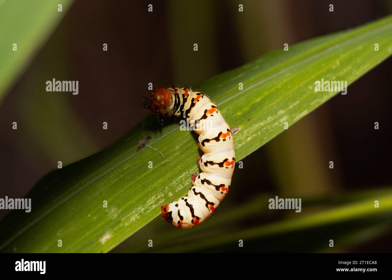 The bright  aposematic colours suggest that it is a warning that the caterpillar is toxic or at least distasteful to predators. Stock Photo