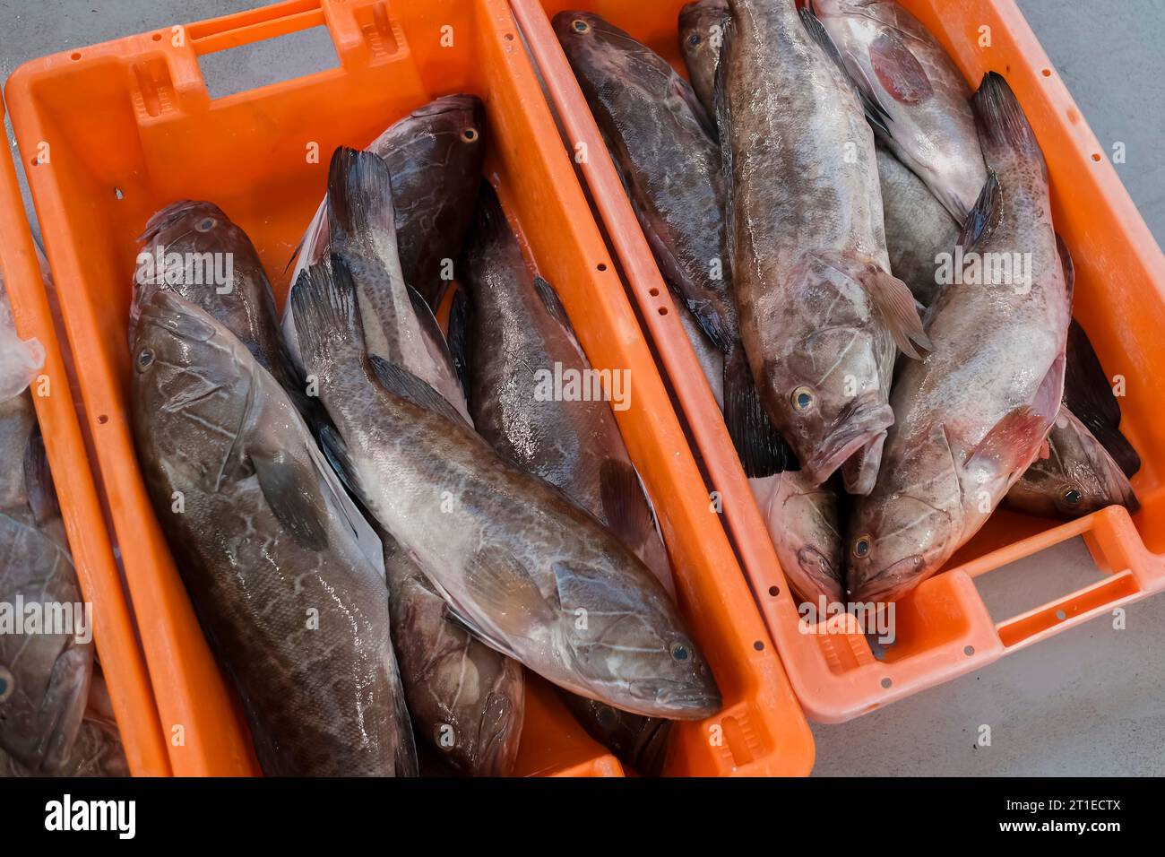 Large plastic Fish bucket Crates on a fishing boat Stock Photo - Alamy