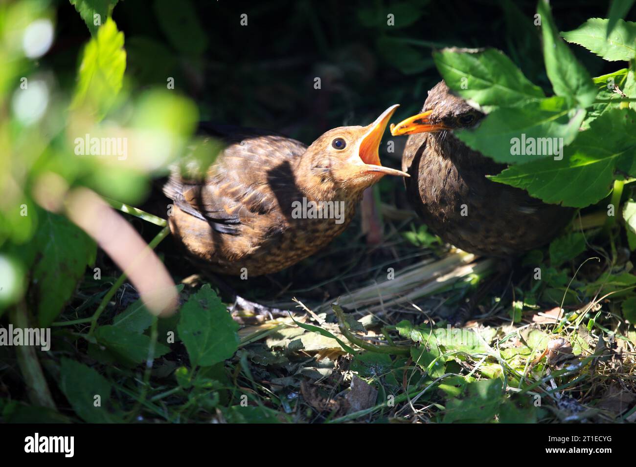 Blackbird chick being fed by mum Stock Photo