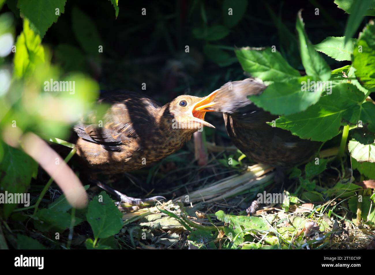 Blackbird chick being fed by mum Stock Photo