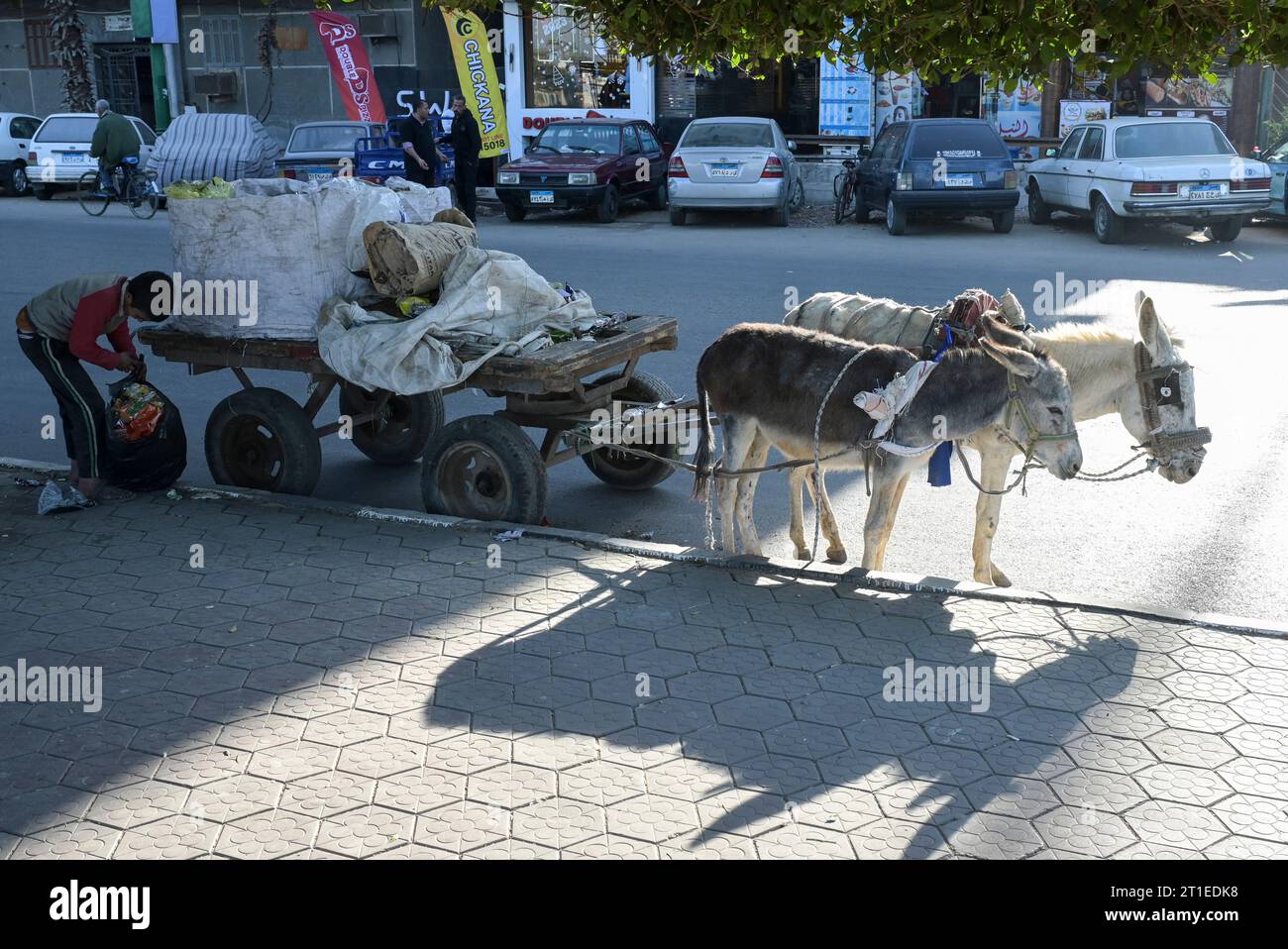 EGYPT, Asyut, city center, waste picker with donkey cart / ÄGYPTEN, Assiut, Stadtzentrum, Müllsammler mit Eselskarren Stock Photo