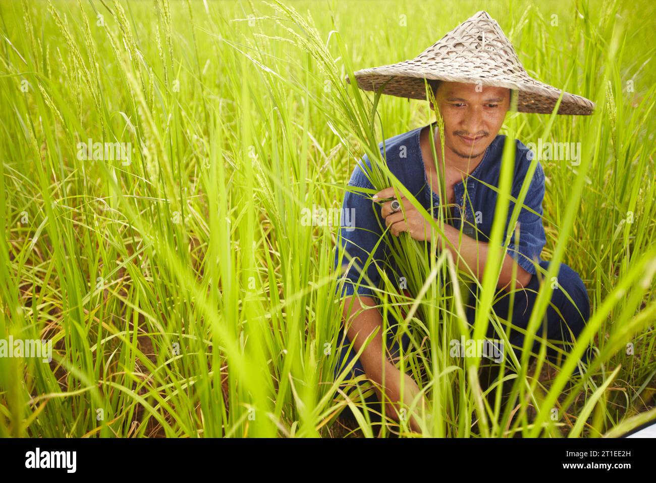 Agriculture, space and an asian man rice farmer in a field for ...