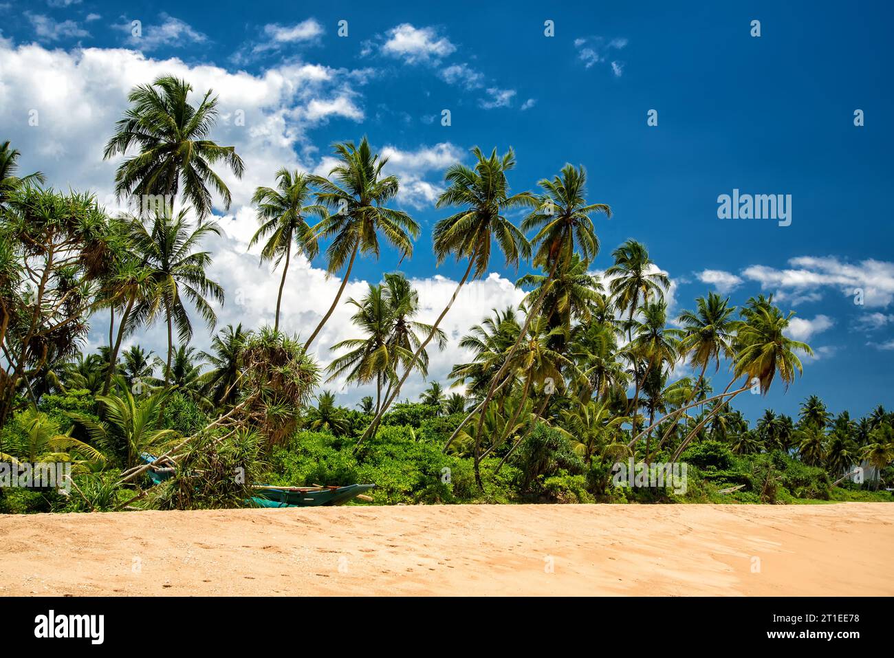 tropical beach at the Indian Ocean in Sri Lanka with palm trees Stock ...