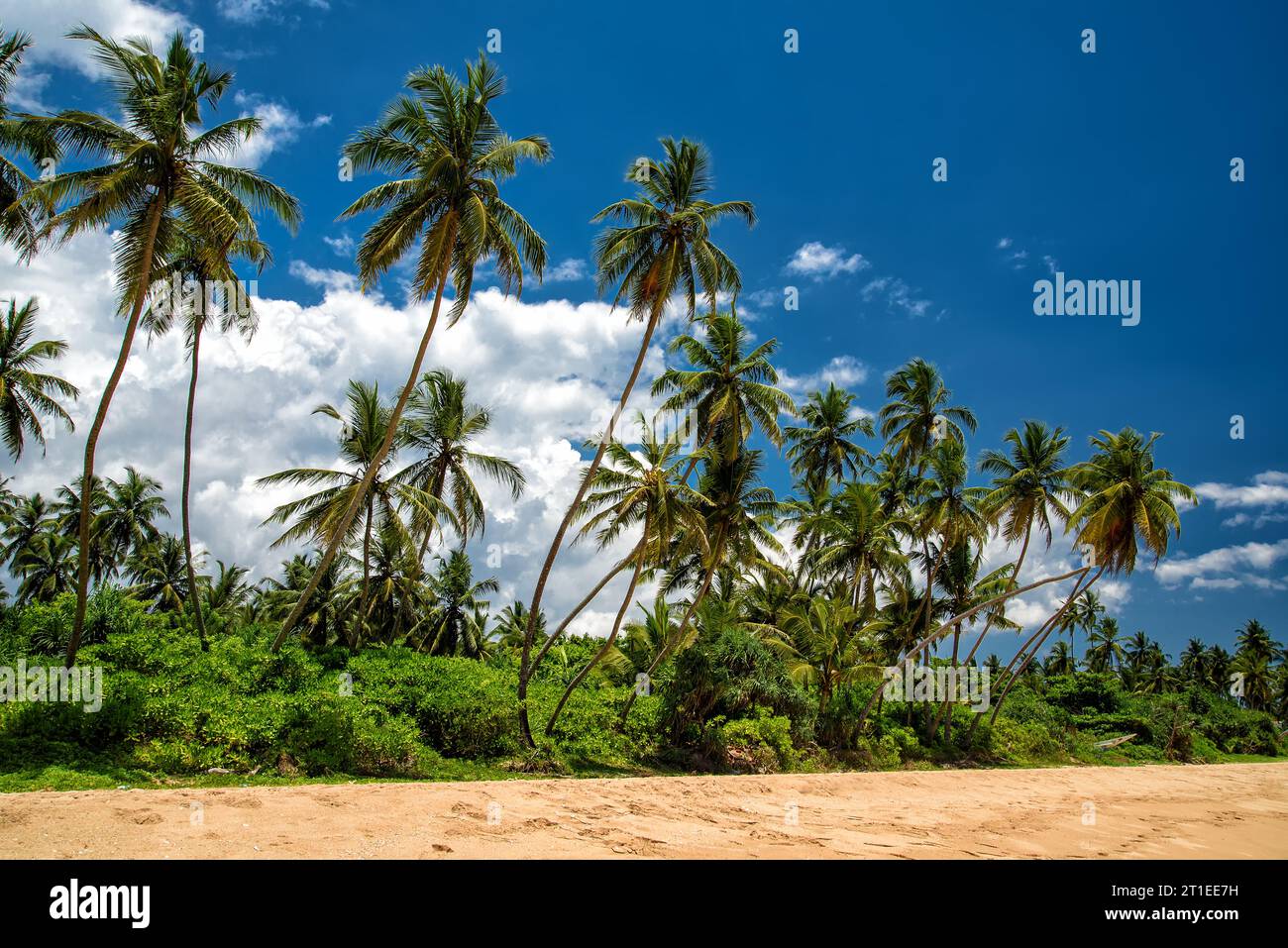 tropical beach at the Indian Ocean in Sri Lanka with palm trees Stock ...