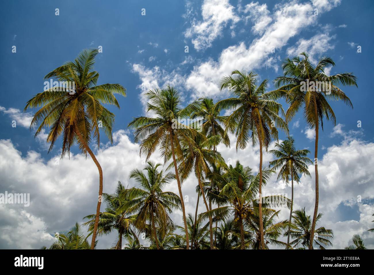 tropical beach at the Indian Ocean in Sri Lanka with palm trees Stock ...