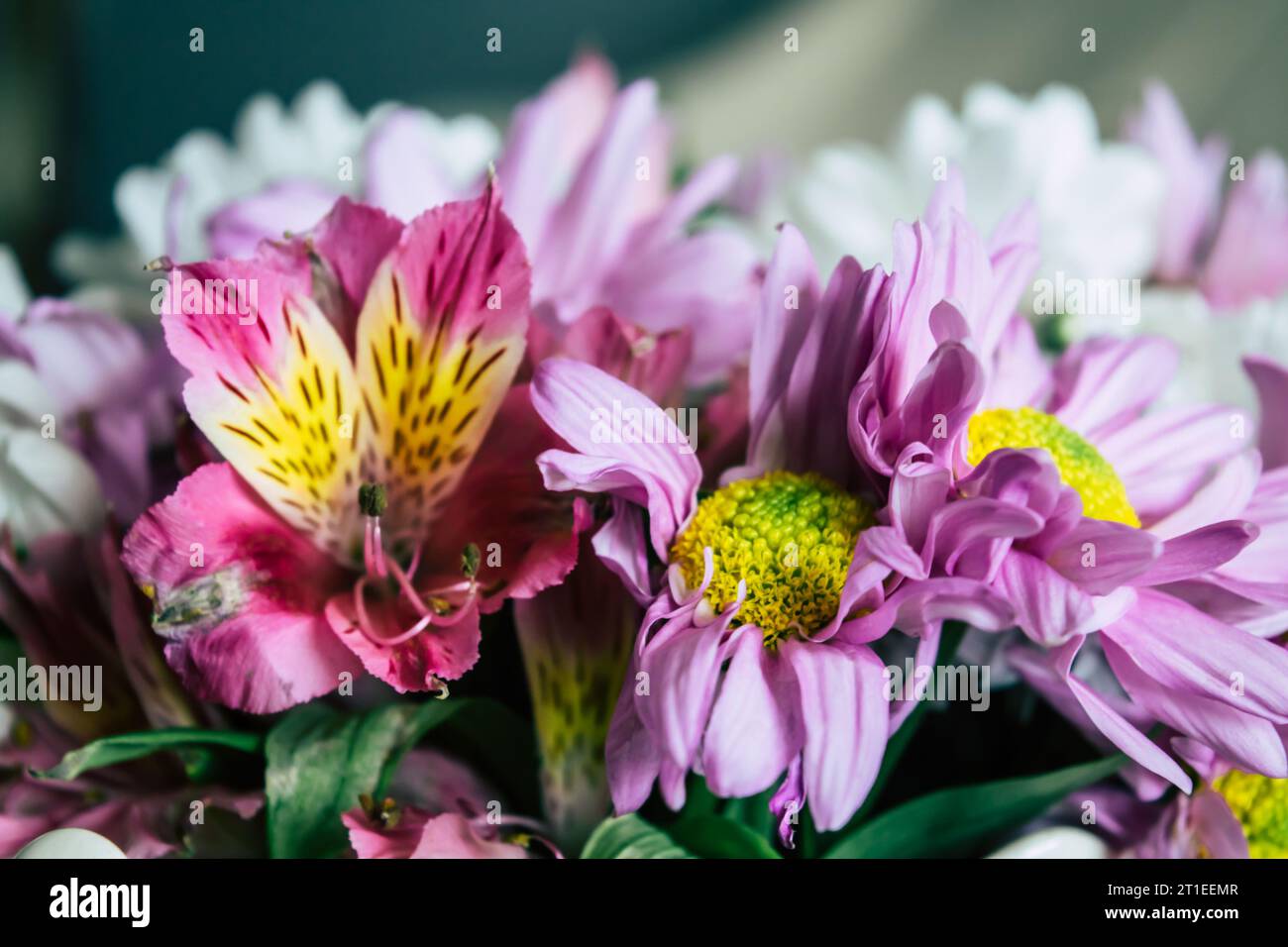 City town leaves coloured hi-res stock photography and images - Alamy