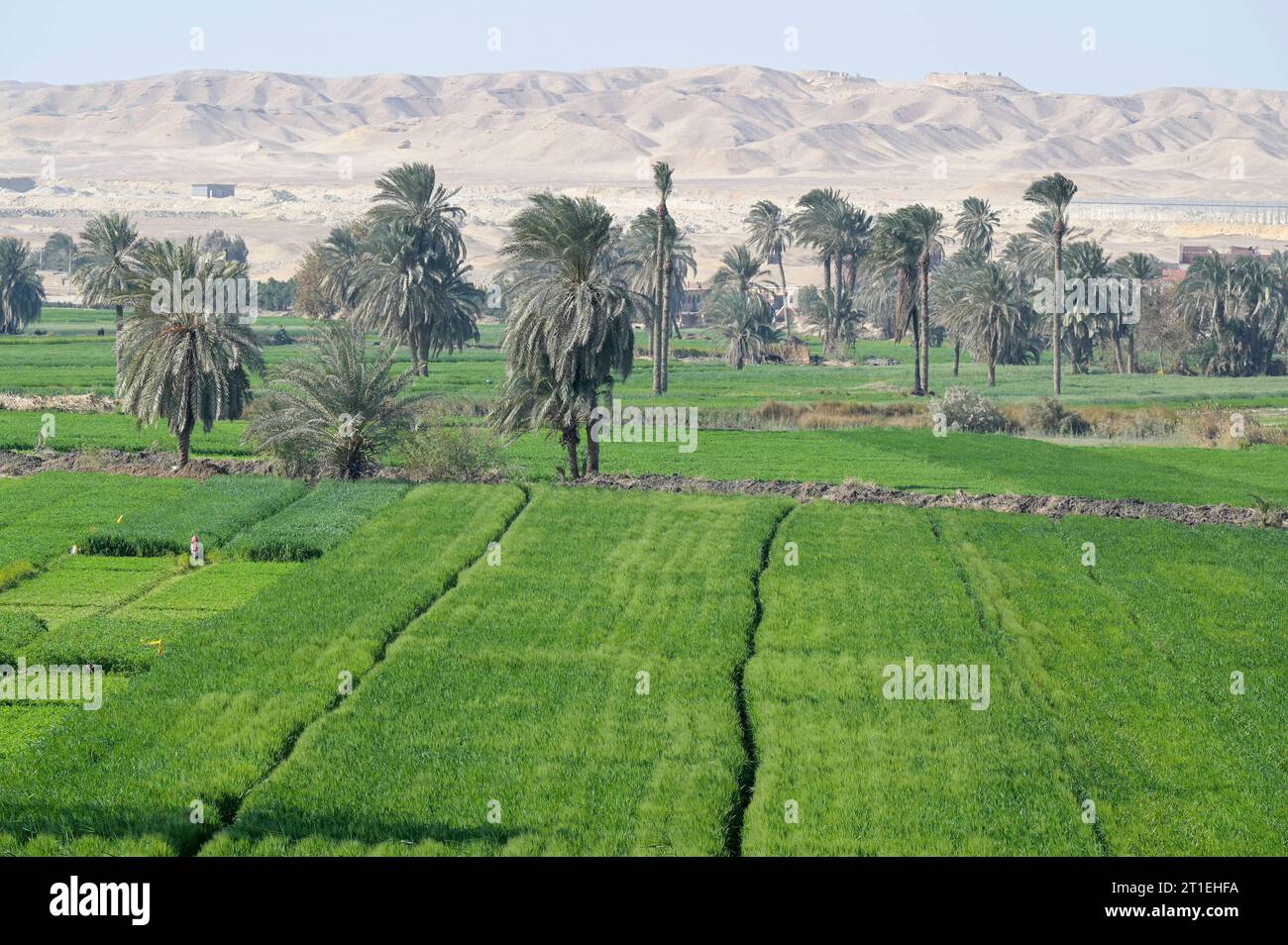 Egypt, desert farming EGYPT, Benisuef, desert farming, irrigated wheat and fodder clover fields with water from Ibrahimiyya canal and Nile river, behind desert mountains *** ÄGYPTEN, Benisuef, Landwirtschaft in der Wüste, Dattelpalmen, Weizen und Futterklee Felder mit Bewässerung mit Wasser über den Ibrahimiyya-Kanal vom Nil Fluß, Hintergrund Wüste Benisuef Egypt Credit: Imago/Alamy Live News Stock Photo