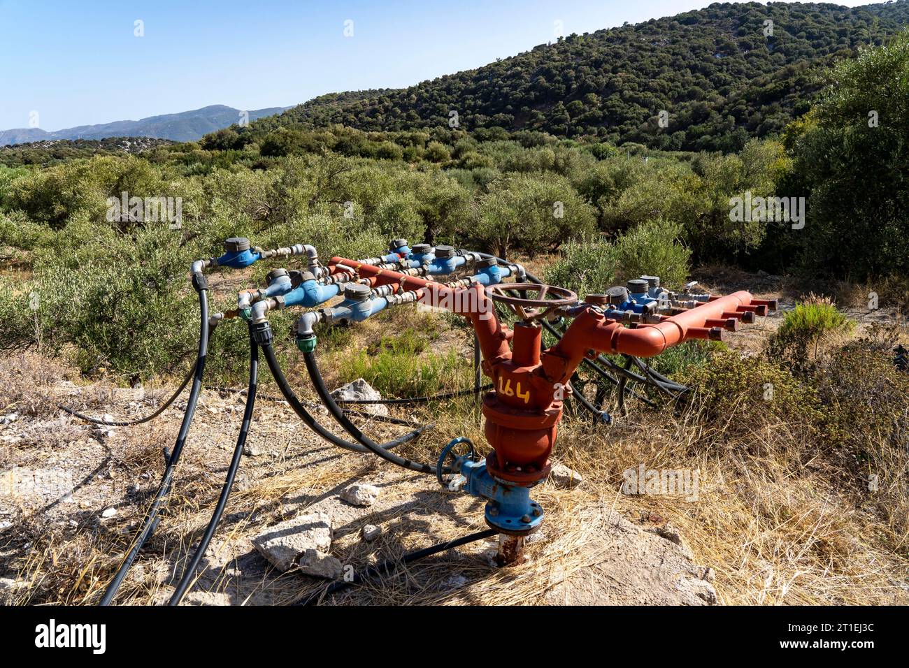 Water supply in an olive tree plantation, from a main pipe several hose lines lead off to the respective plantations, with water meter, without artifi Stock Photo