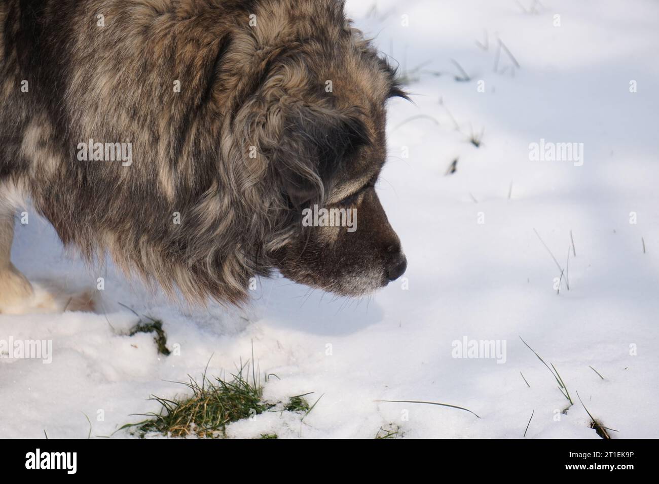 Hungry dog looks for mice in the ground in winter Stock Photo