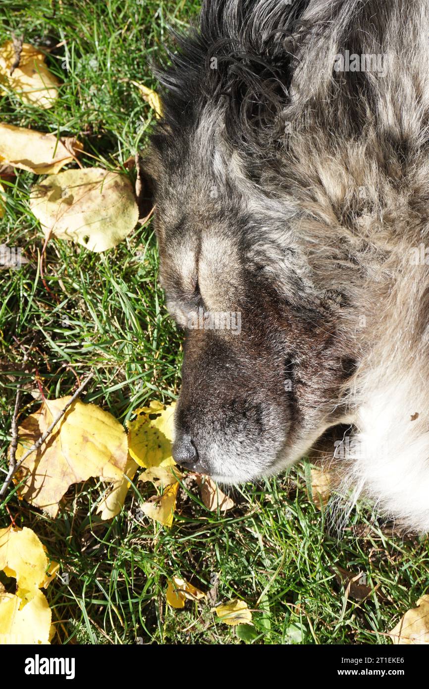 Dog lying on the ground with his eyes closed and enjoying the sun Stock Photo