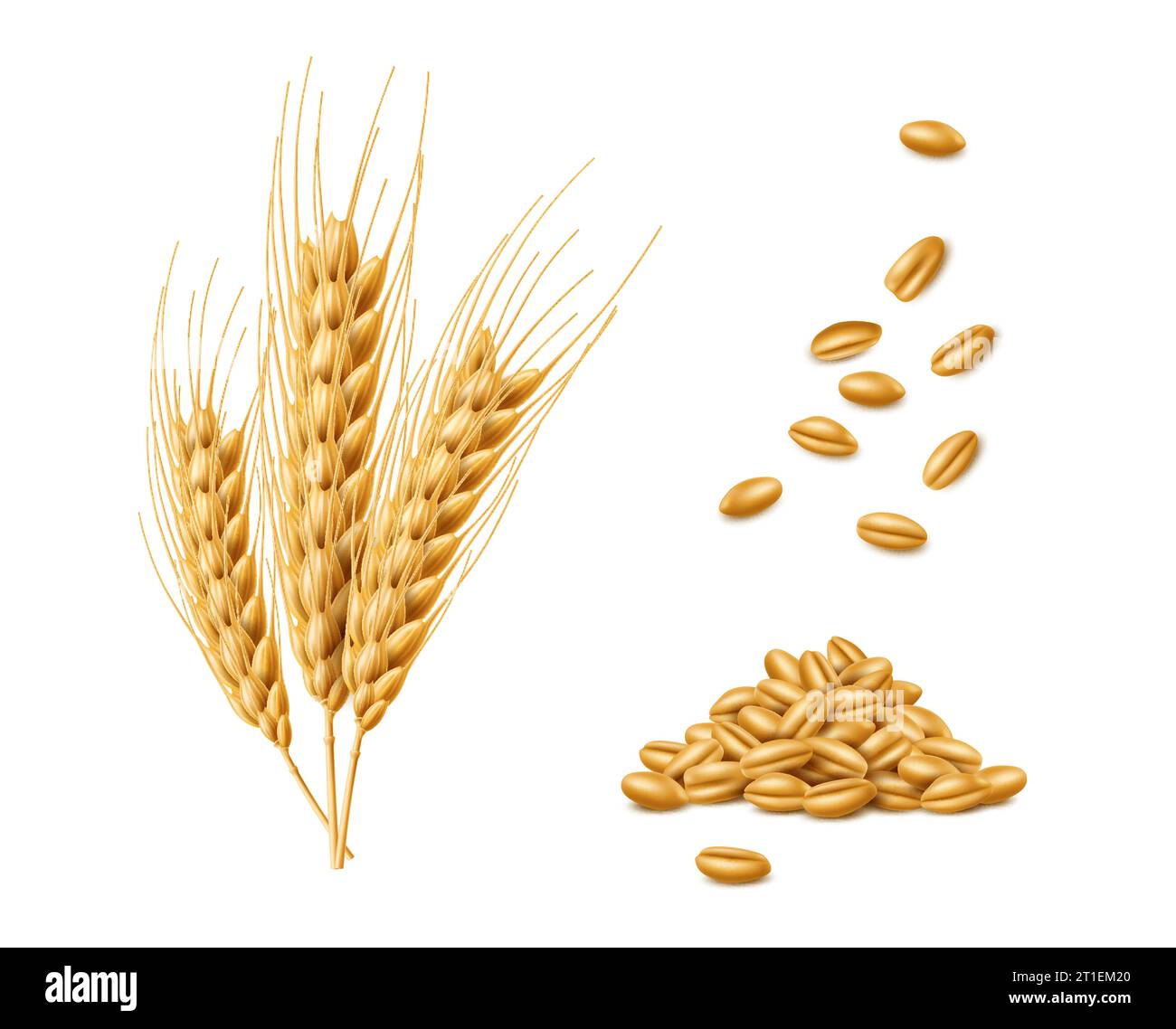 Realistic cereal wheat, oat and barley ears spikelets, spikes and grains. Isolated 3d vector agricultural product, delivering a satisfying breakfast experience and true essence of farm-fresh goodness Stock Vector