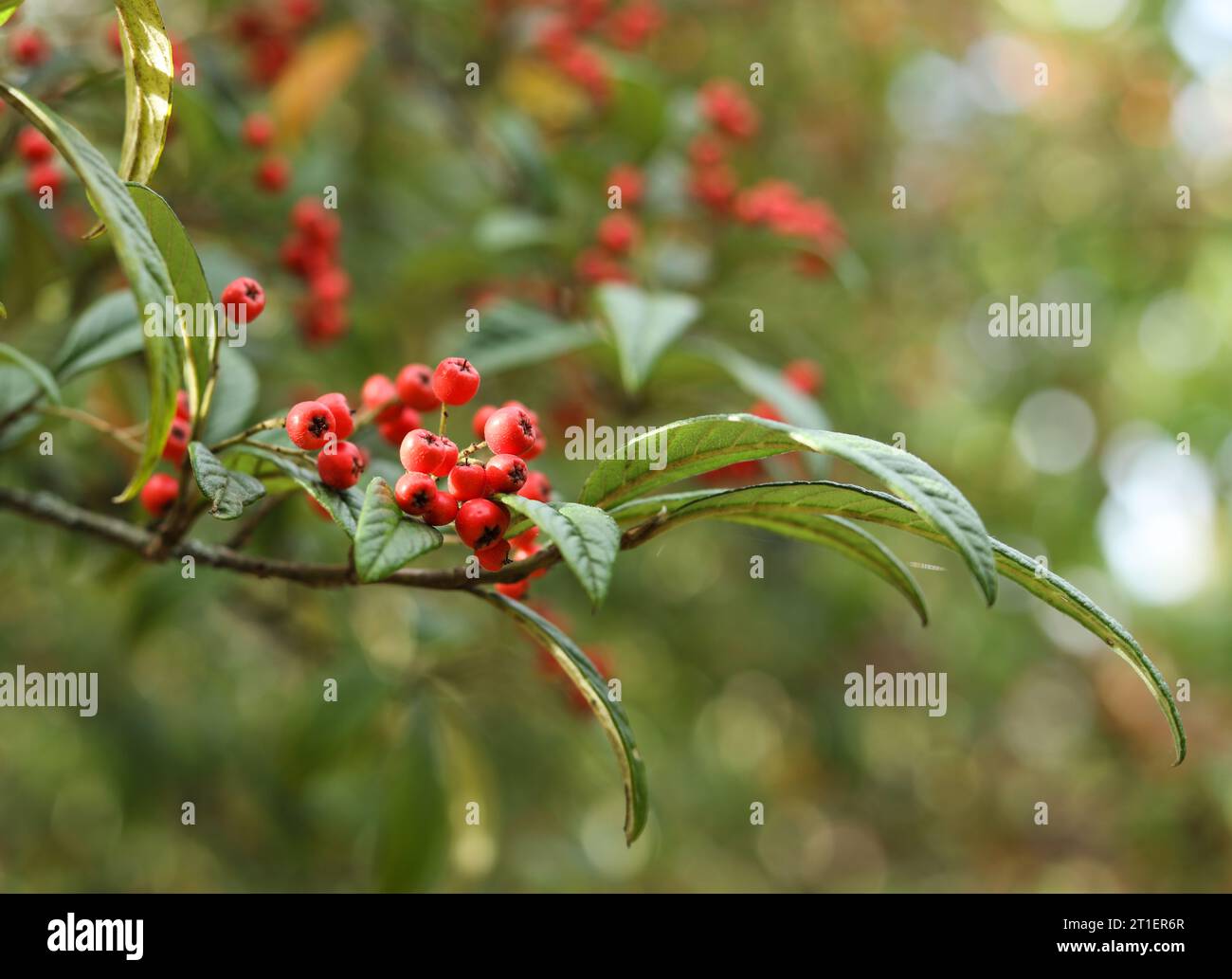 Cotoneaster frigidus, the tree cotoneaster in the autumn garden Stock Photo