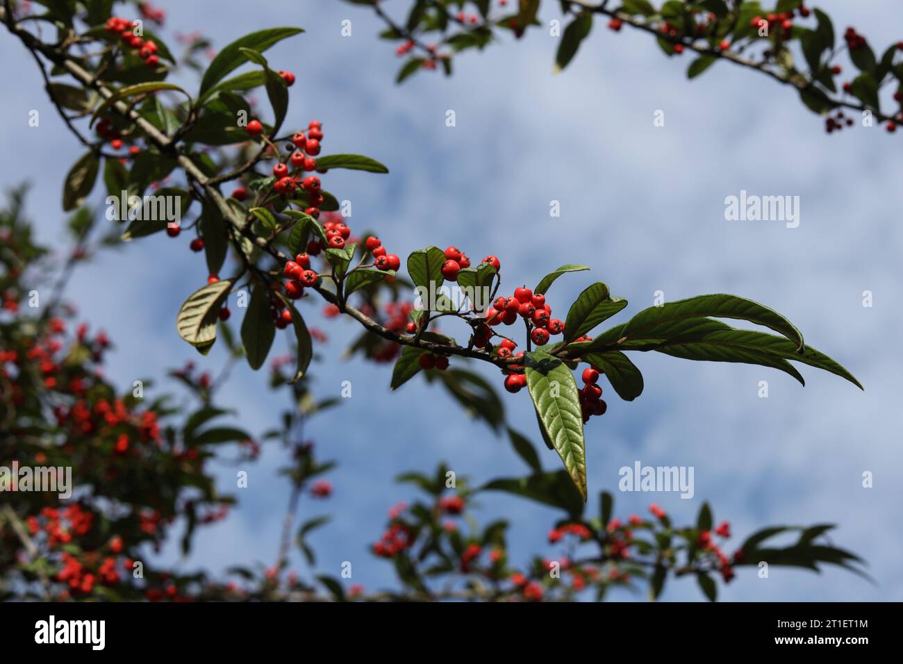 Cotoneaster frigidus, the tree cotoneaster in the autumn garden Stock Photo
