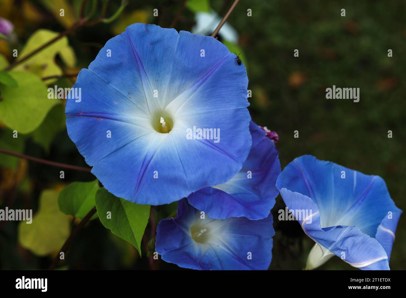 Ipomoea tricolor, the Mexican morning glory or just morning glory in the autumn garden Stock Photo