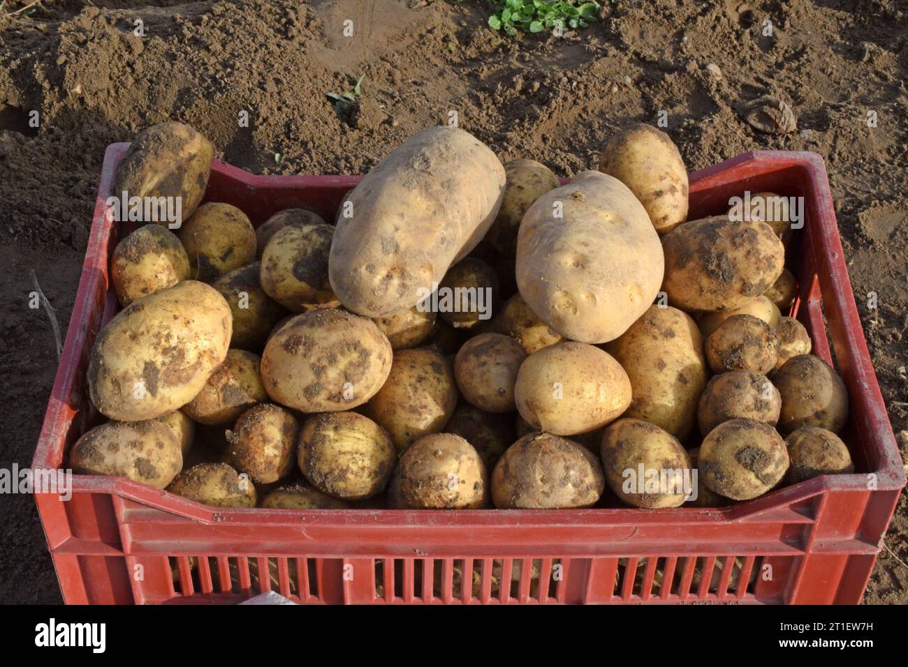Die kartoffelernte hi-res stock photography and images - Alamy