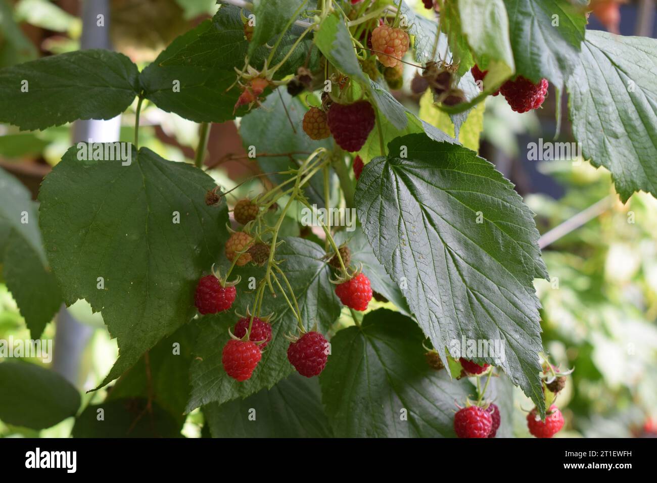 raspberry on the plant Stock Photo