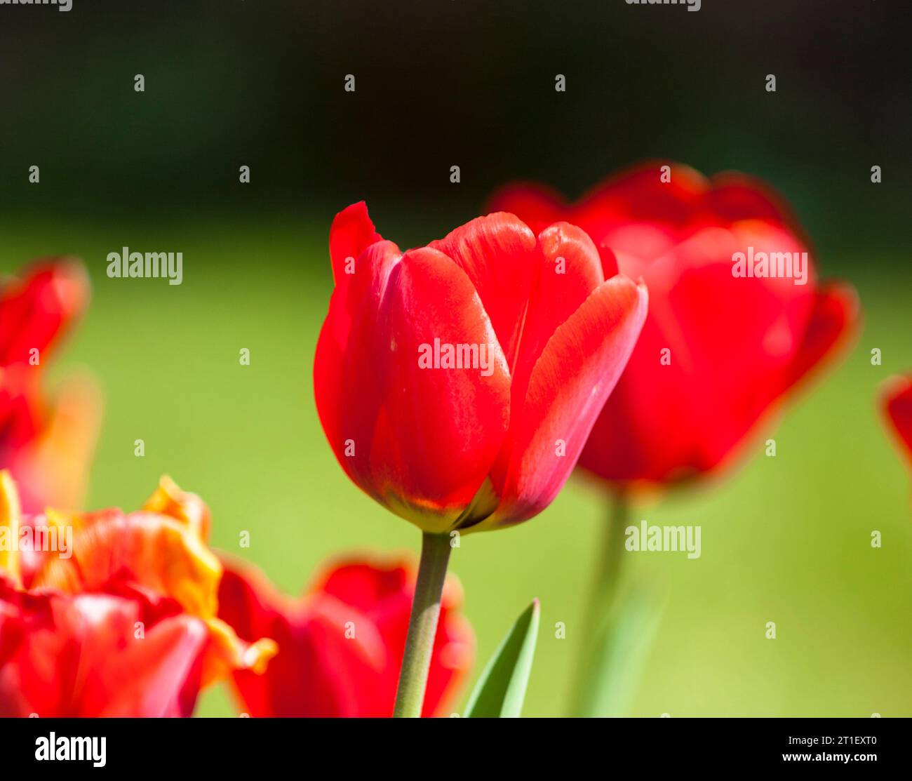 A main tulip with others in the background Stock Photo
