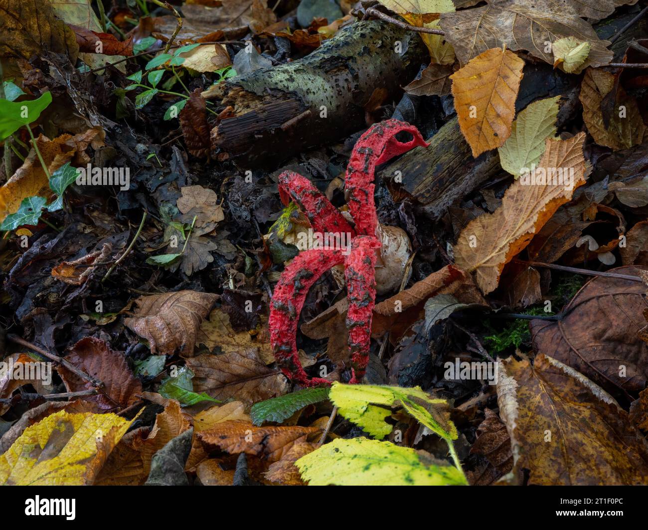Octopus Stinkhorn or Devil's Fingers (Clathus archeri) with brown spore carrying gleba on tentacles, waiting for flies to carry spores from the gleba Stock Photo