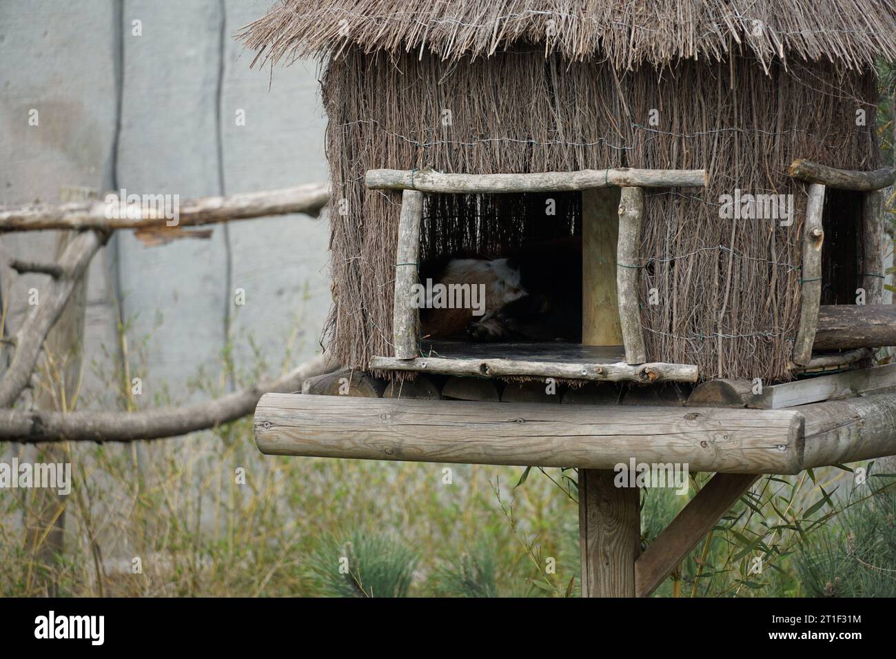 Red Panda in a Zoo Stock Photo