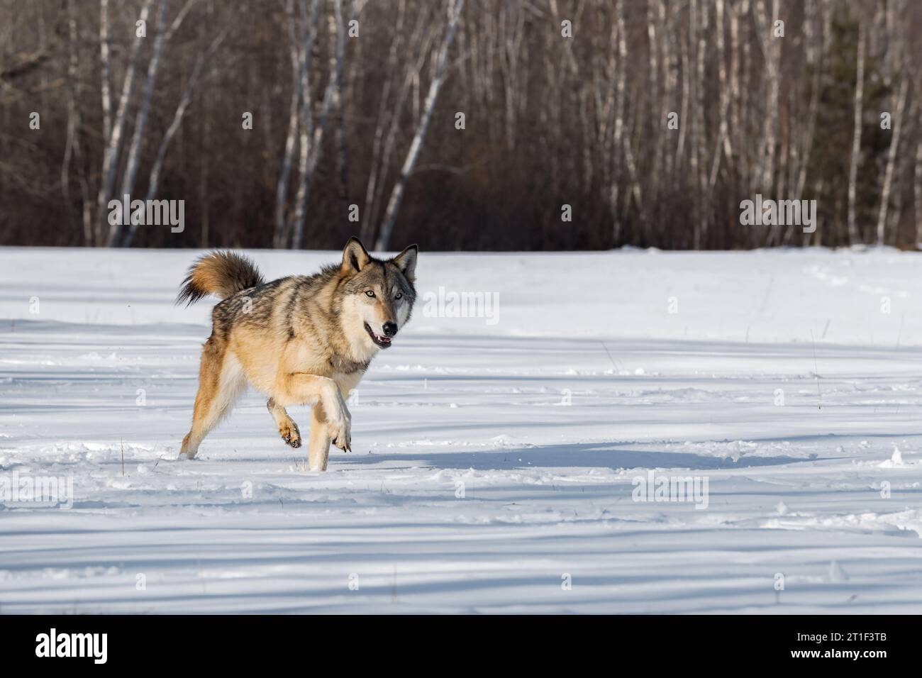 Grey wolf tail up hi-res stock photography and images - Alamy