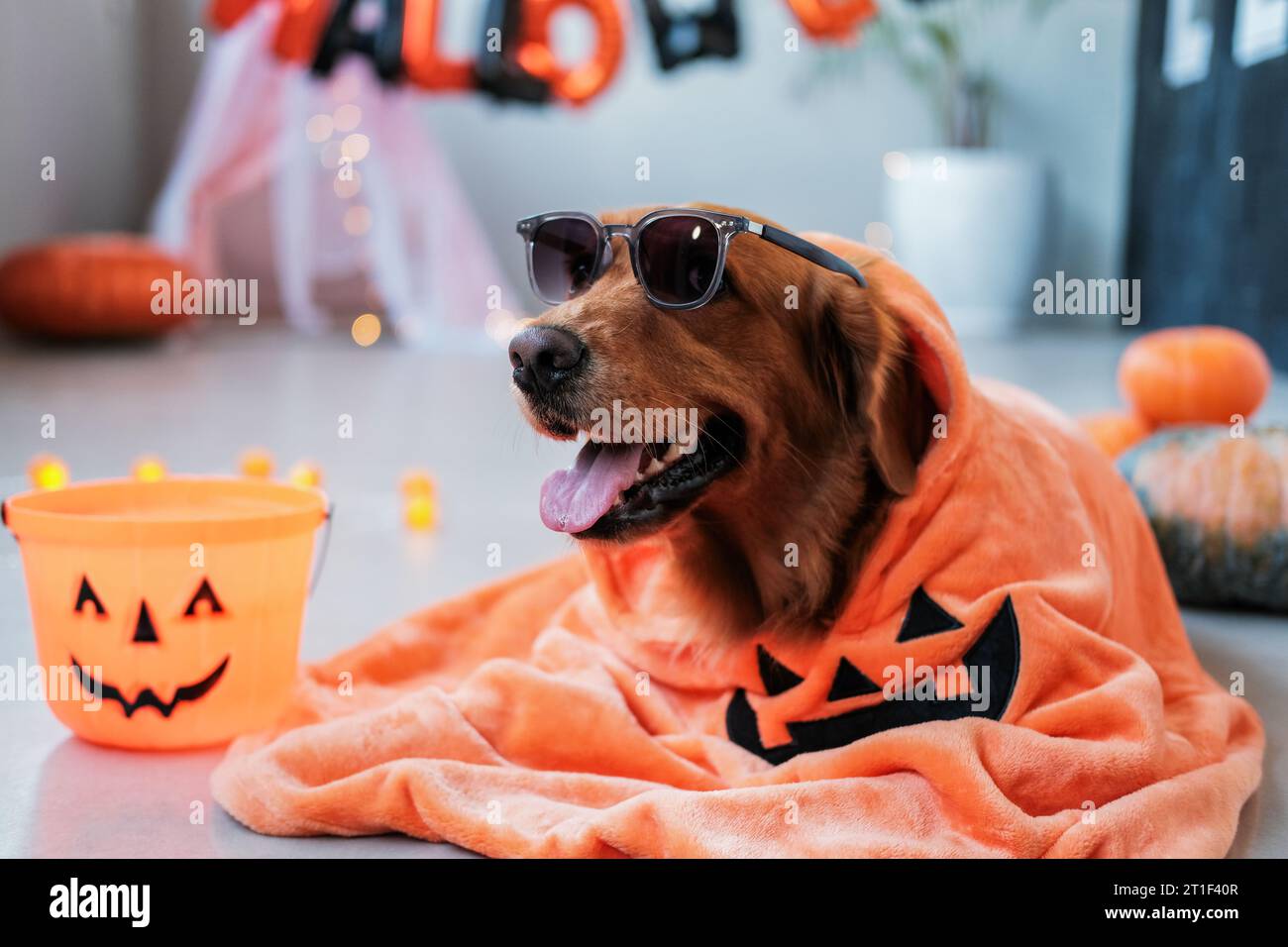 A golden retriever dog in a Halloween costume and glasses lies Stock Photo  - Alamy