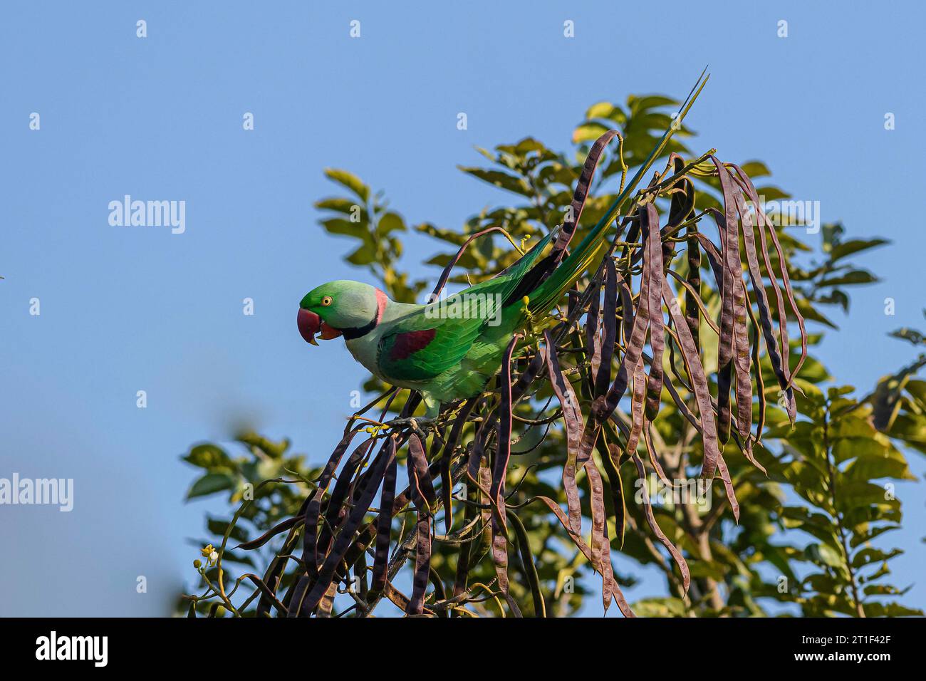 Alexandrine parrot hi-res stock photography and images - Alamy
