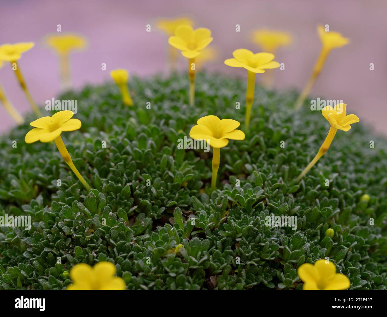 Tiny yellow flowers of Dionysia variety Yellowstone Stock Photo