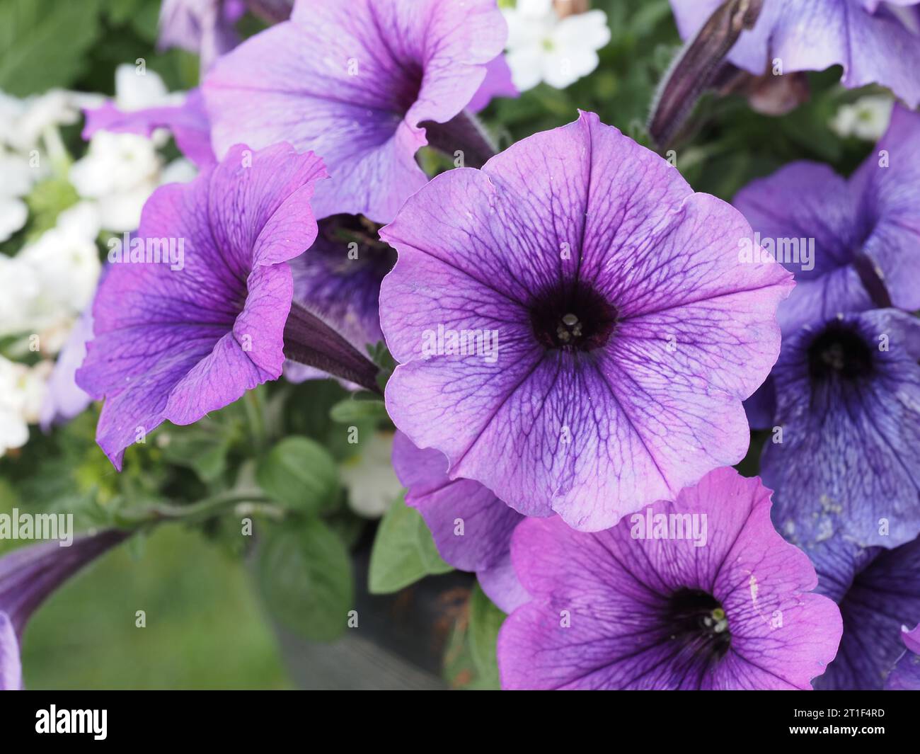 Purple petunias in a hanging basket Stock Photo