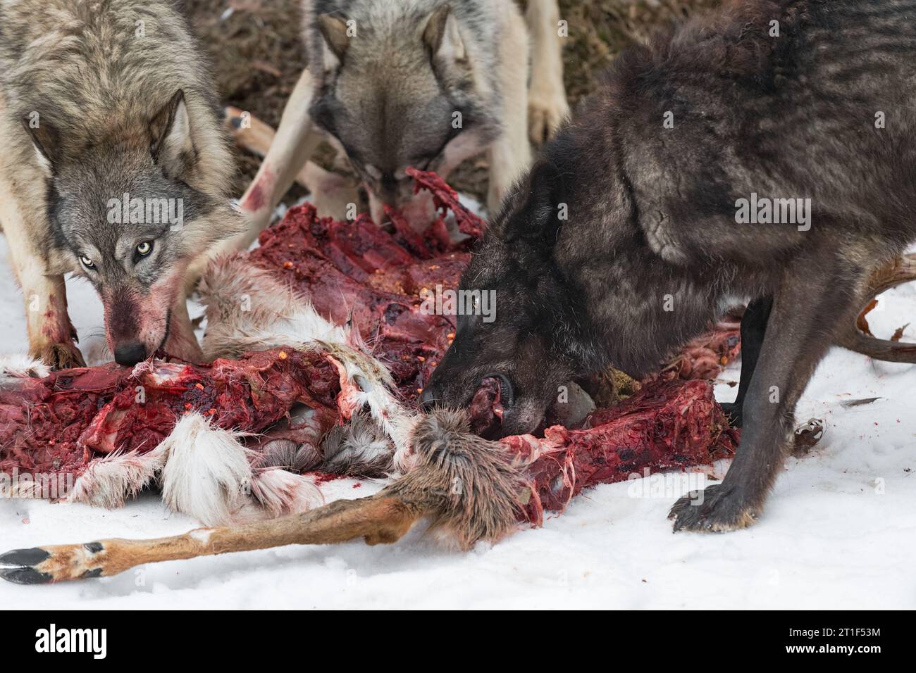 Close Up of Grey Wolves (Canis lupus) Feeding at Deer Carcass Winter - captive animals Stock Photo