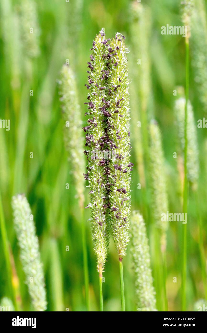Timothy (phleum pratense), close up focusing on two grass stems as they begin to flower at the beginning of summer. Stock Photo
