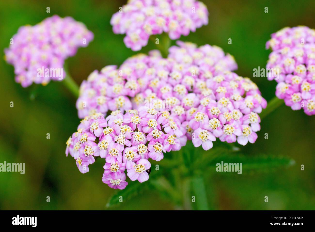 Yarrow (achillea millefolium), close up of a single head of the much