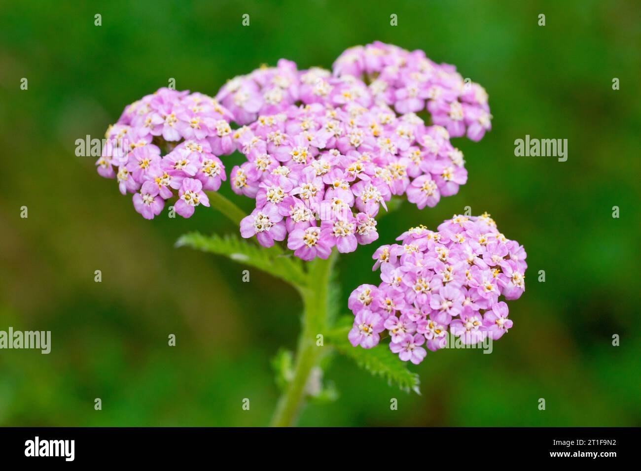 Yarrow (achillea millefolium), close up of a single isolated head of the much less common pink flowers of the plant. Stock Photo