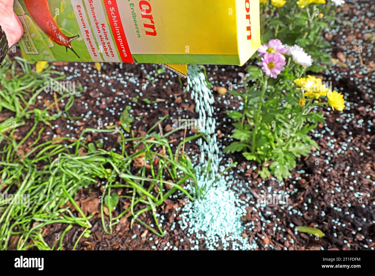 Schneckenbekämpfung im Garten Schneckenkorn in blauer Farbe zur