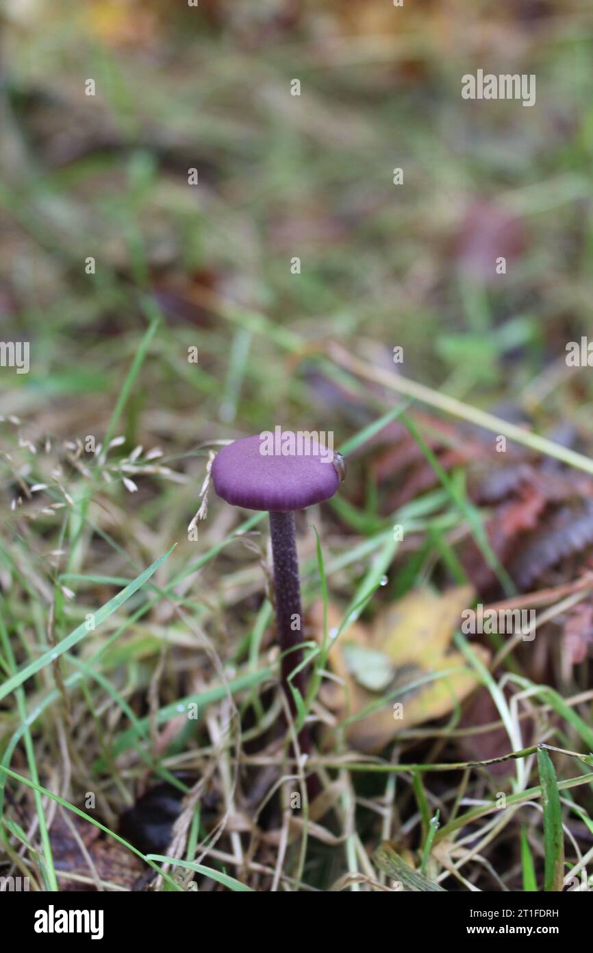 Amethyst Deceiver mushrooms (Laccaria amethystina) in grasses Stock Photo