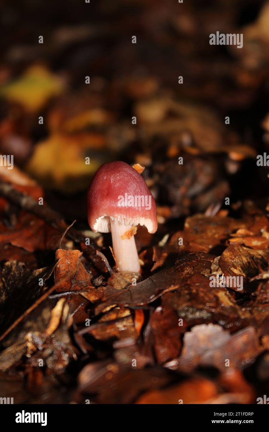 Single bonnet mushroom hi-res stock photography and images - Alamy