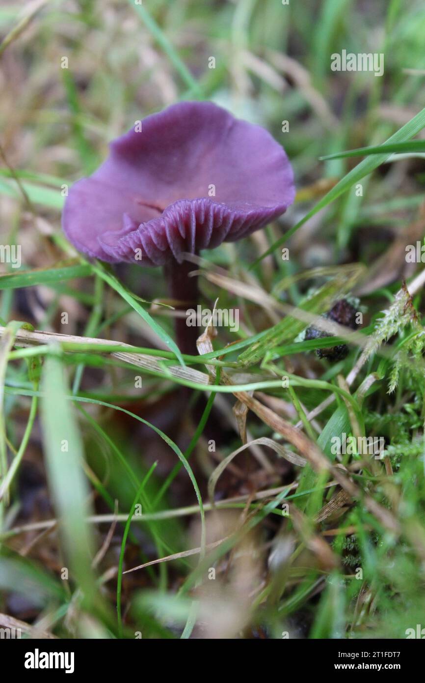 Amethyst Deceiver mushrooms (Laccaria amethystina) in grasses Stock Photo