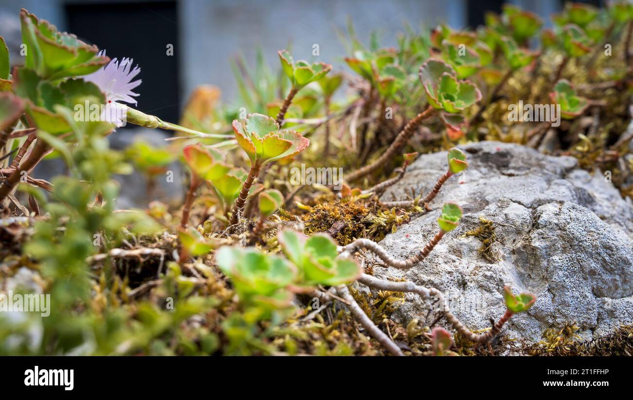 ariety of sedum plants (Sedum sp.) growing in rock garden Stock Photo