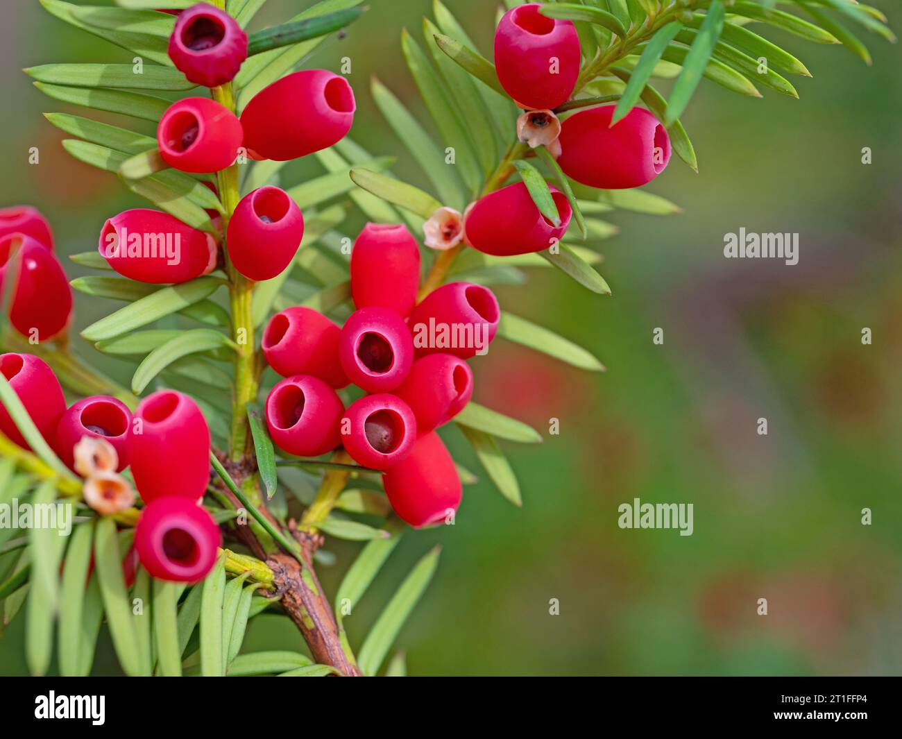 Fruits of the yew tree in a close-up Stock Photo