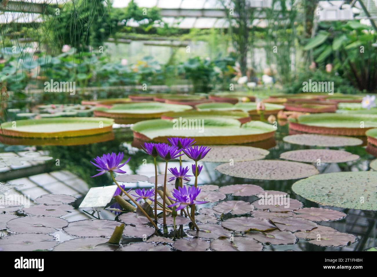 purple flowers of a tropical water lily under greenhouse dome Stock Photo