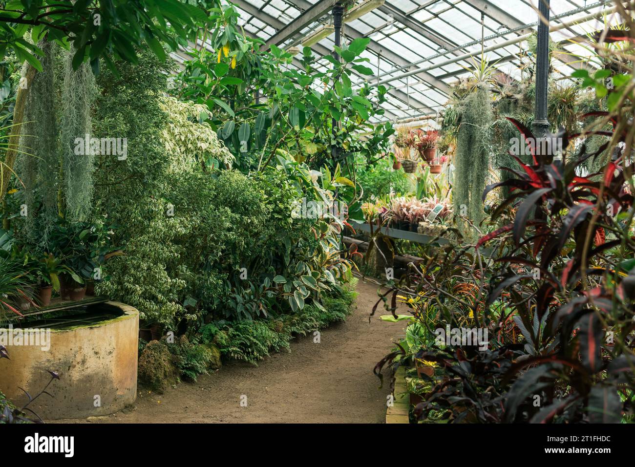 interior of a large greenhouse with a collection of tropical plants Stock Photo