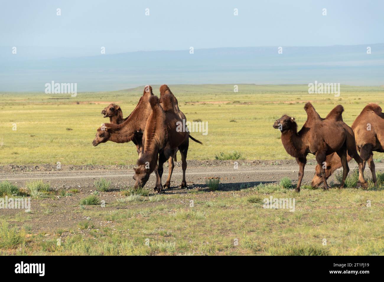gobi-desert-camels-in-mongolia-stock-photo-alamy