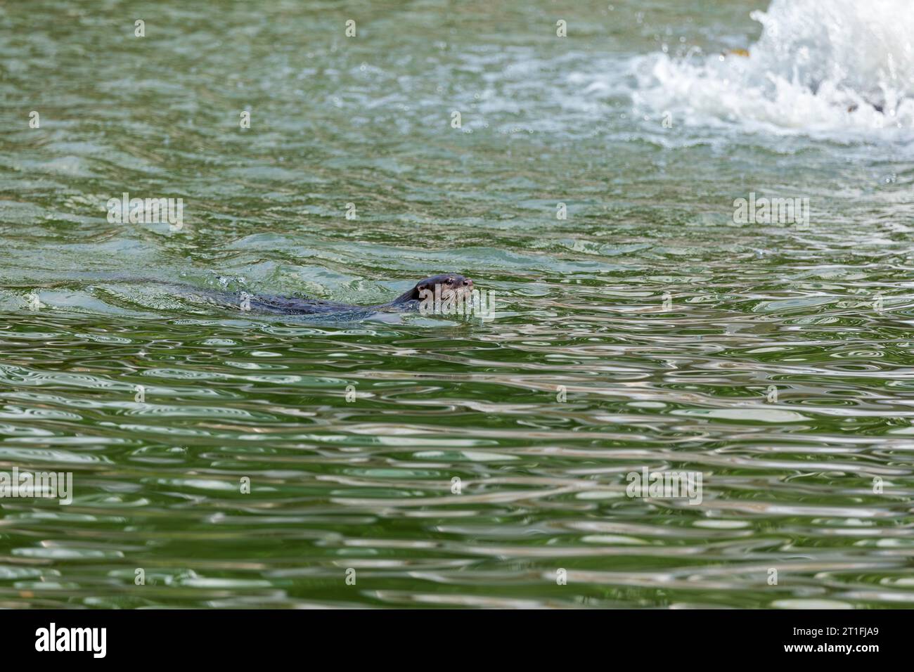 Smooth coated otter swimming in urban river, My Waterway@Punggol in Singapore. Stock Photo